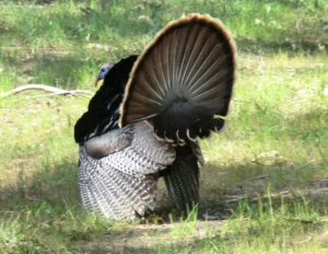 Tennessee Valley wildlife